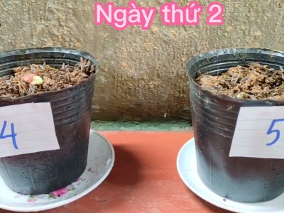 KHTN 7 | Thí nghiệm chứng minh cây có sự sinh trưởng