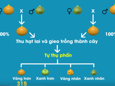 0:21 / 4:17 LAI HAI CẶP TÍNH TRẠNG _ Không nhức đầu