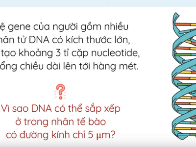 Nhiễm sắc thể và bộ nhiễm sắc thể (phần 2) - Khoa học tự nhiên 9